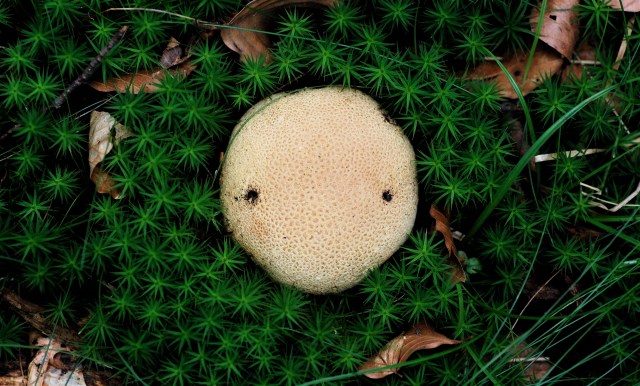 Almindelig jomfruhår (stjernemos) omkring svampen bruskbold. (Foto: Michael Stoltze).