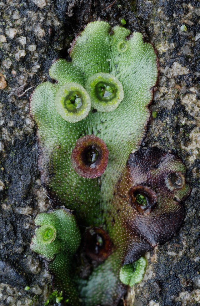 Almindelig lungemos. (Foto: Michael Stoltze).