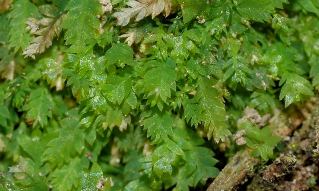Bladene af lysmos er kun godt fem millimeter lange. (Foto: Michael Stoltze).
