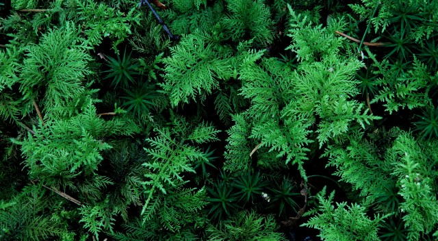 ojne-i-moshoejde_prydmos