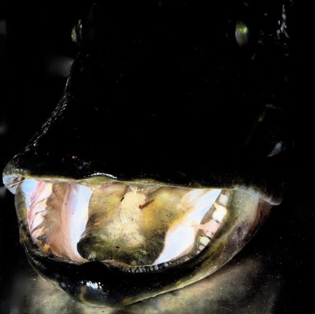 Gedde_hoved med blitz