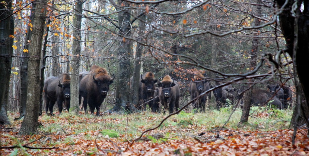 Dette billede har ingen alternativ tekst; filens navn er nationalparkerne-kommer_bison.jpg