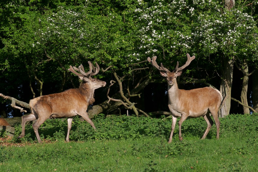 Dette billede har ingen alternativ tekst; filens navn er nationalparkerne-kommer_krondyr.jpg