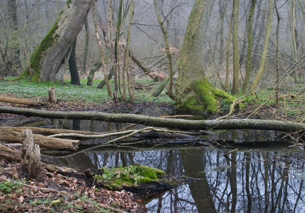 Danmark vil få mere skov i fremtiden. Størstedelen vil blive brugt til skovbrug, men en stigende andel vil blive vild skov i nationalparker og naturreservater uden skovdrift. Her motiv fra den urørte Suserup Skov ved Tystrup Sø på Midtsjælland. Foto: Michael Stoltze.