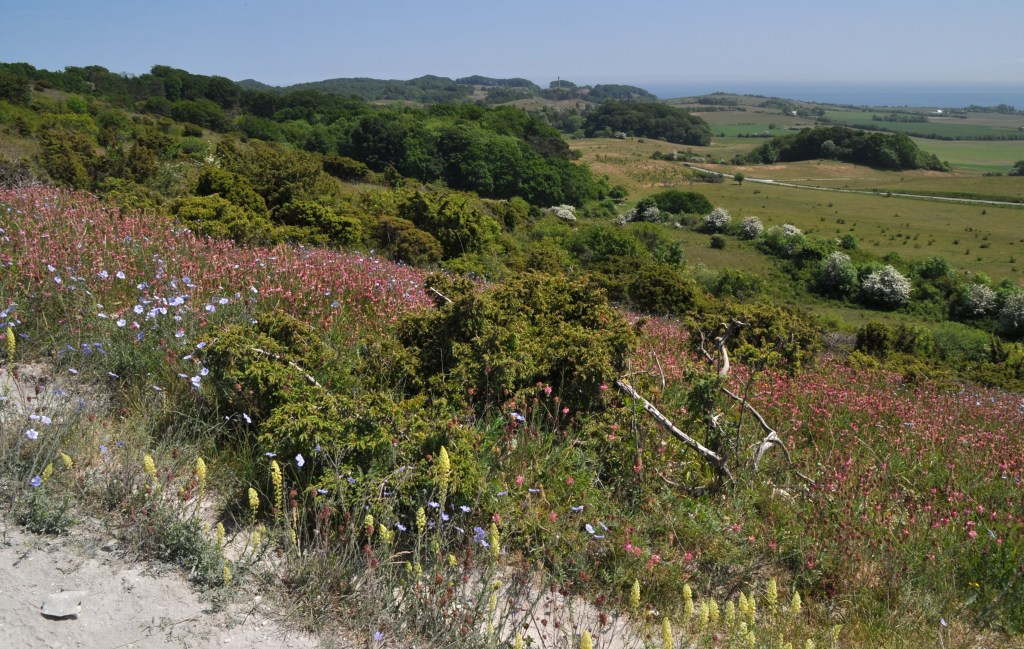 Høje Møn, hvor naturgenopretningen allerede er i gang. Foto: Michael Stoltze.